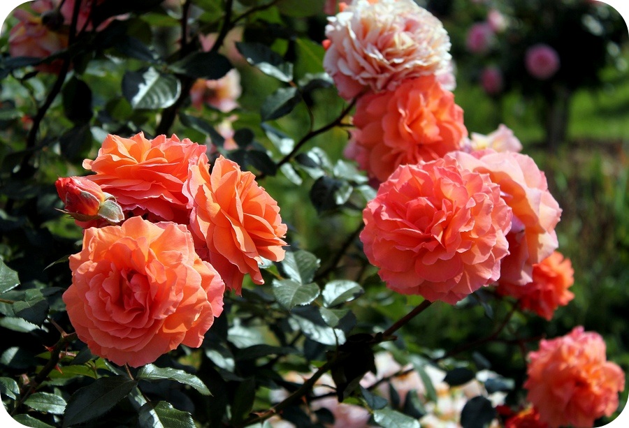 Belvedere róża parkowa